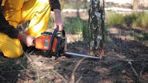 How Our Tree Care Process Works  in  Richboro, PA