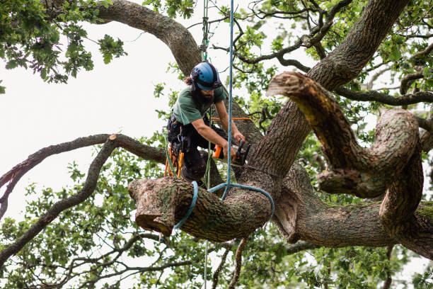 Best Tree Mulching  in Richboro, PA