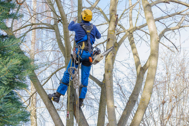  Richboro, PA Tree Care Pros