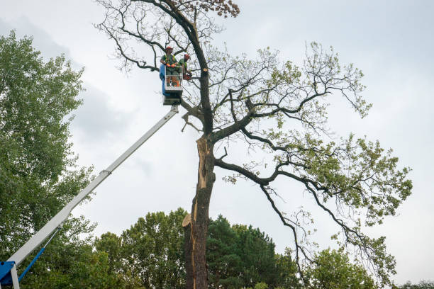 Reliable Richboro, PA Tree Care Solutions