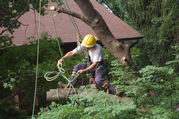 Best Tree Removal  in Richboro, PA