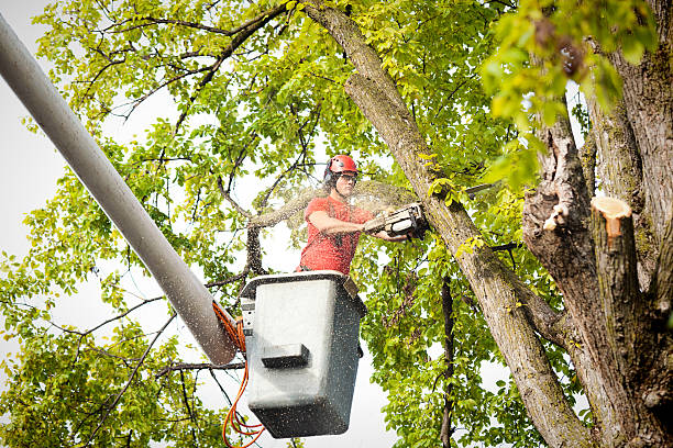 Best Tree Cabling and Bracing  in Richboro, PA