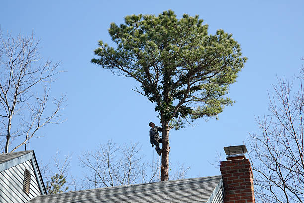 Best Seasonal Cleanup (Spring/Fall)  in Richboro, PA