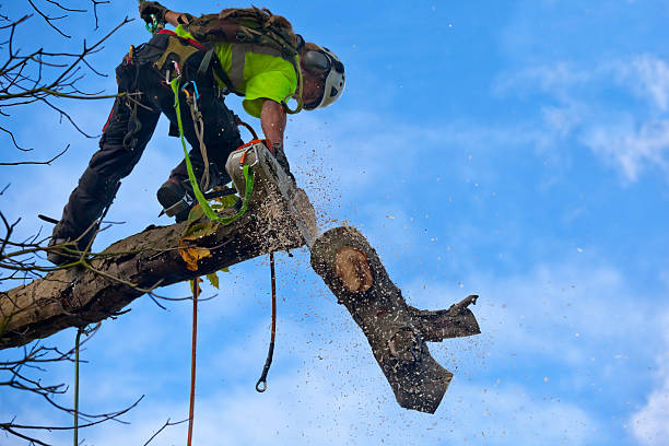 Best Tree Maintenance Programs  in Richboro, PA